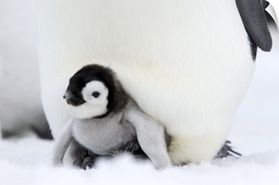 Emperor penguin chick Snow Hill Island, Weddell Sea, Antarctica