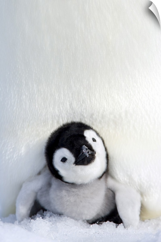 Emperor penguin (Aptenodytes forsteri), chick, Snow Hill Island, Weddell Sea, Antarctica, Polar Regions