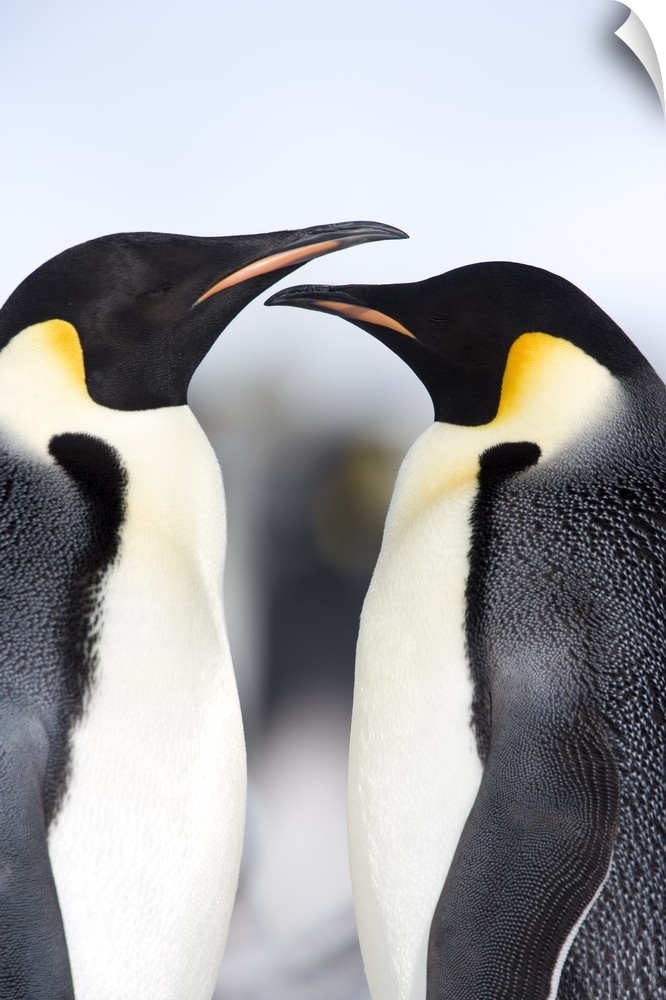 Emperor penguins, Snow Hill Island, Weddell Sea, Antarctica, Polar Regions
