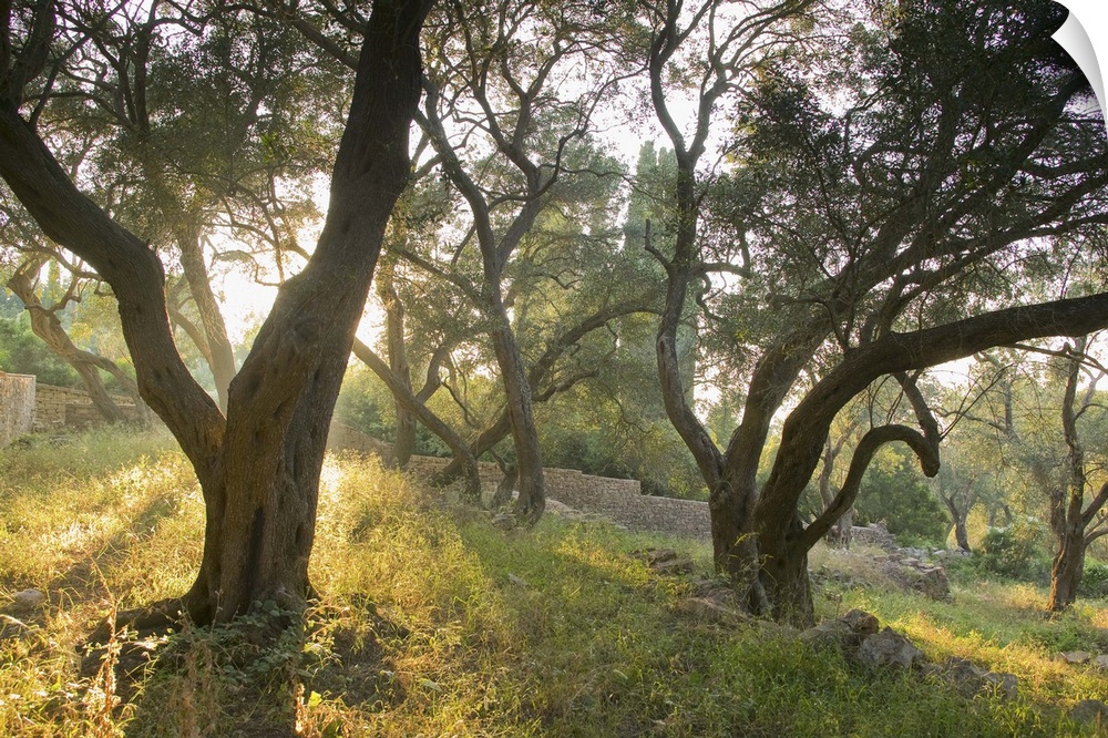 Evening light shining through olive trees, Paxos, Ionian Islands, Greek Islands, Greece