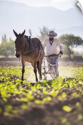 Farmer In The Cachi Valley, Calchaqui Valleys, Salta Province, Argentina