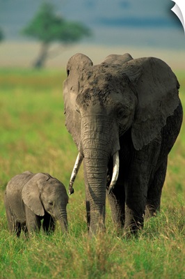 Female and calf, African elephant, Masai Mara National Reserve, Kenya