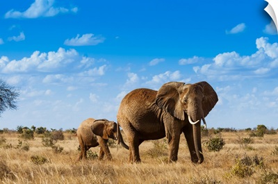 Female Elephant And Two Year Old Calf, Tsavo East National Park, Kenya, East Africa