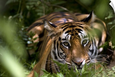 Female Indian Tiger, Bandhavgarh National Park, Madhya Pradesh state, India