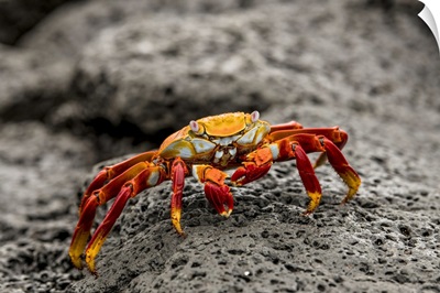 Fiddler Crab on a rocky beach, Isabela Island, Galapagos, Ecuador, South America