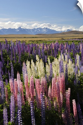 Field Of Lupins With Southern Alps Behind, South Island, New Zealand
