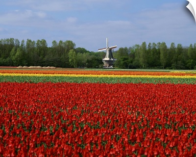 Field of tulips with a windmill in the background, near Amsterdam, Holland
