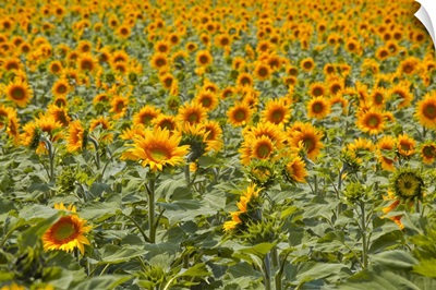 Fields Of Sunflowers In The Loire Valley, France