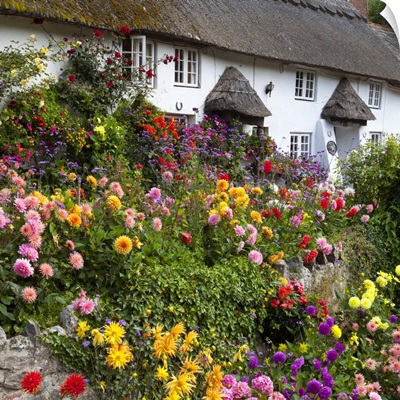 Flower fronted thatched cottage, Devon, England, United Kingdom, Europe