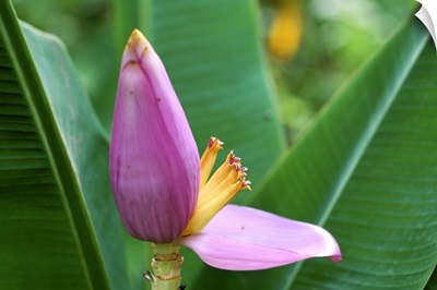 Flower of a banana plant, island of Martinique, French Lesser Antilles, West Indies