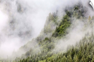 Fog-shrouded forest near Juneau, Southeast Alaska, USA