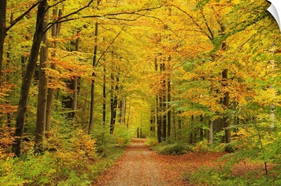 Forest in autumn, Schoenbuch, Baden-Wurttemberg, Germany, Europe