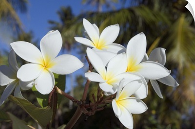 Frangipani flowers, Fakarawa, Tuamotu Archipelago, French Polynesia