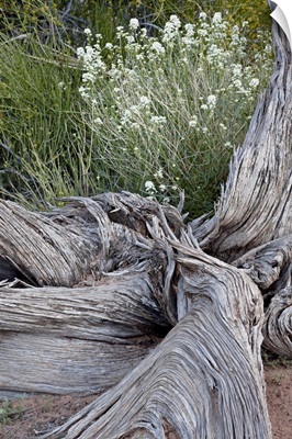 Fremont's peppergrass behind a weathered juniper trunk, Arches National Park, Utah