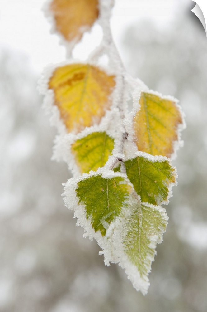 Frost-covered birch leaves, town of Cakovice, Prague, Czech Republic, Europe