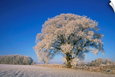 Frosted tree in rural winter scene, Leicestershire, England, United Kingdom, Europe