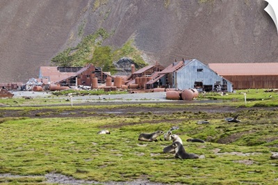 Fur seals in front of Old Whaling station at Stromness Bay, South Georgia
