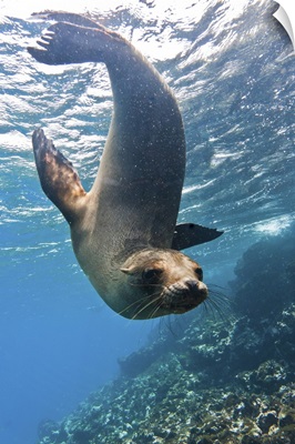 Galapagos sea lion underwater, Champion Island, Galapagos Islands, Ecuador