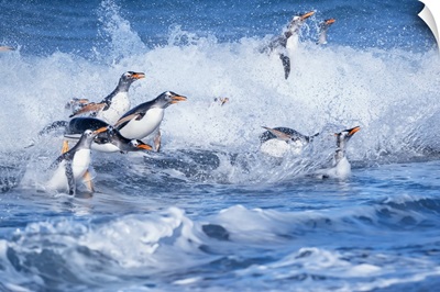 Gentoo Penguins Jumping Out Of The Water, Sea Lion Island, Falkland Islands