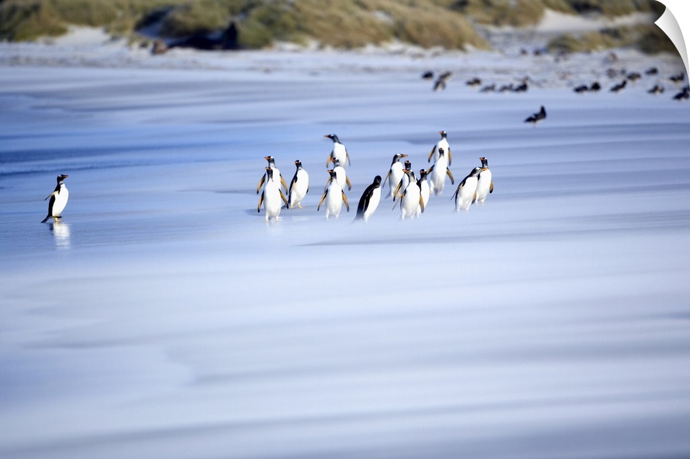 Gentoo penguins (Pygocelis papua papua) on the beach, Sea Lion Island, Falkland Islands, South Atlantic, South America