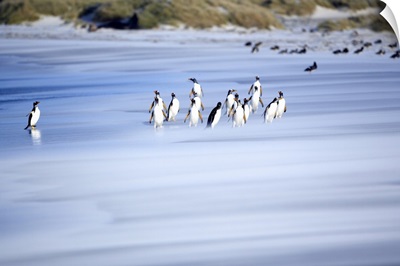 Gentoo Penguins On The Beach, Sea Lion Island, Falkland Islands, South Atlantic
