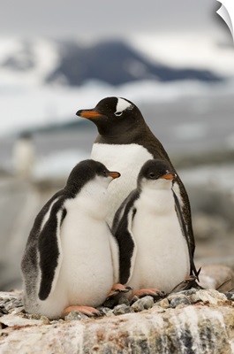 Gentoo penguins, Petermann Island, Antarctic Peninsula, Antarctica