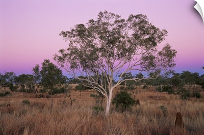 Ghost gums, Northern Territory, Australia, Pacific