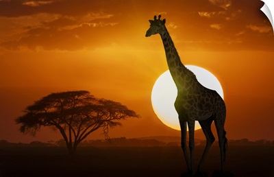 Giraffe At Sunset In Amboseli National Park, Kenya