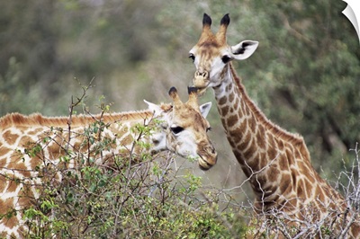 Giraffe, Mala Mala Game Reserve, Sabi Sand Park, South Africa