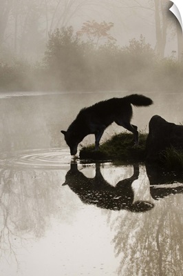 Gray wolf drinking in the fog, reflected in the water, Sandstone, Minnesota