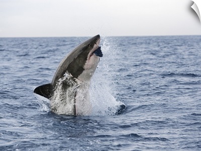 Great white shark breaching to decoy, Seal Island, False Bay, Cape Town, Africa