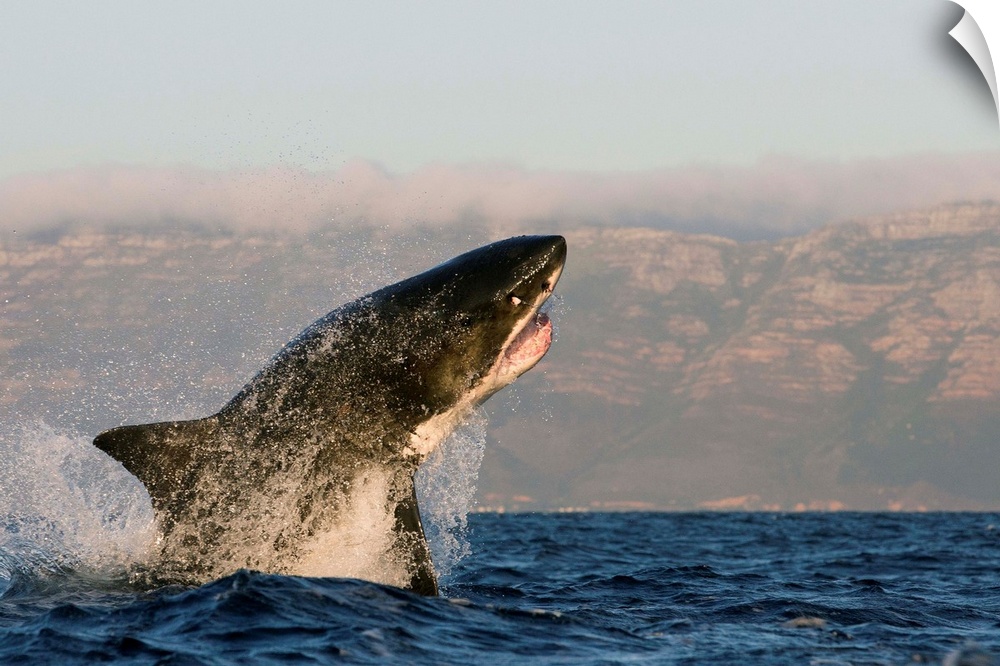Great white shark (Carcharodon carcharias), Seal Island, False Bay, Simonstown, Western Cape, South Africa, Africa.