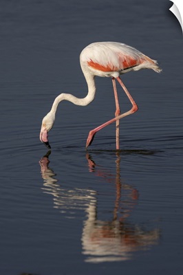 Greater Flamingo, Amboseli National Park, Kenya, Africa