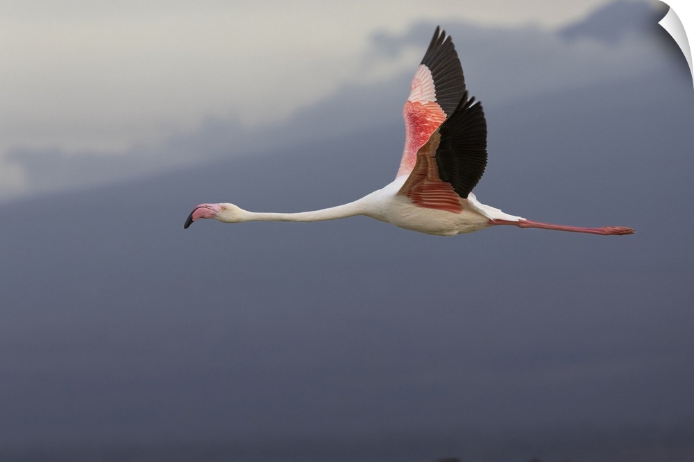 Greater flamingo (Phoeniconaias roseus) in flight, Amboseli National Park, Kenya, East Africa, Africa