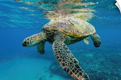 Green sea turtle underwater, Maui, Hawaii, USA
