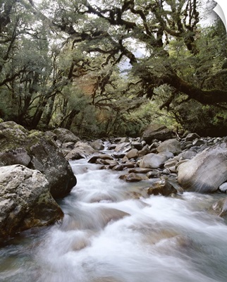 Gulliver River, Fiordland National Park, Otago, South Island, New Zealand