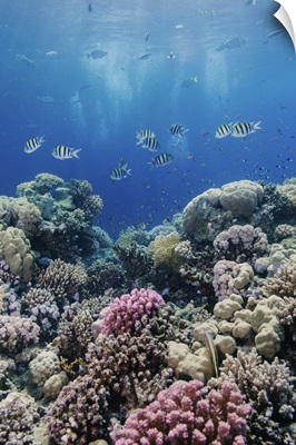Hard coral and tropical reef scene, Ras Mohammed National Park, Egypt, Red Sea