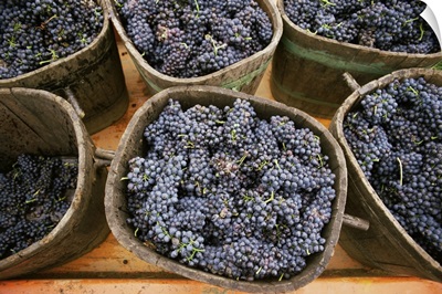Harvested grapes, St. Joseph, Ardeche, Rhone Alpes, France, Europe