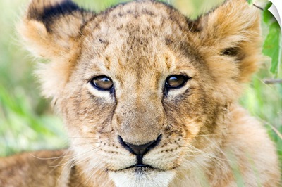 Head on shot of lion cub looking at camera, Masai Mara Game Reserve, Kenya