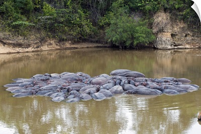 Herd of Hippopotamuses, , Masai Mara National Reserve, Kenya, East Africa