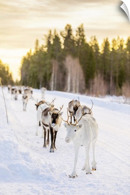 Herding Reindeer In Beautiful Snowy Landscape Of Jorn, Sweden