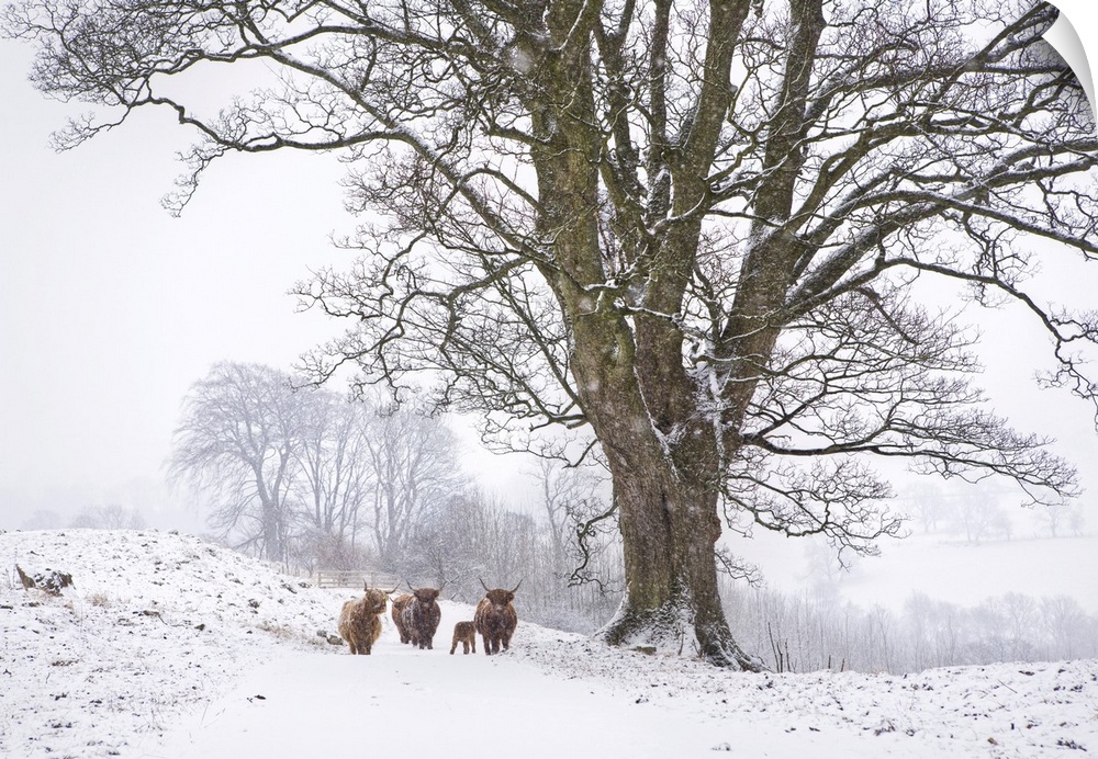 Highland cattle and tree in winter snow, Yorkshire Dales, Yorkshire, England, United Kingdom, Europe