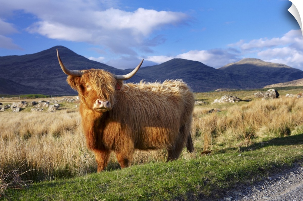 Highland cattle, Isle of Mull, Scotland, UK, Europe
