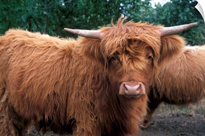 Highland cattle, Scotland, UK