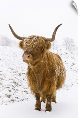 Highland Cow In Winter Snow, Yorkshire Dales, Yorkshire, England