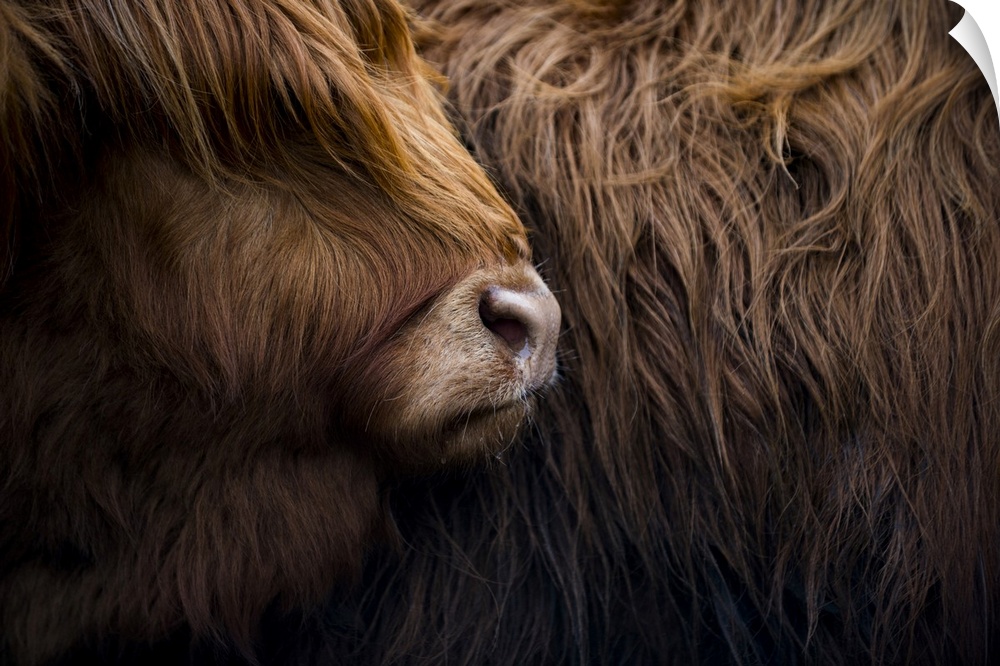 Highland cow near Shiel Bridge in the Scottish Highlands, Scotland, United Kingdom, Europe