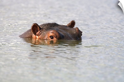 Hippo, Kruger National Park, Mpumalanga, South Africa