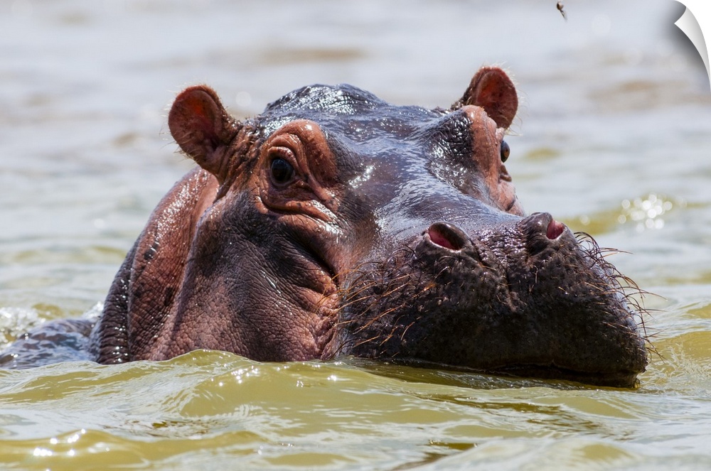 Hippopotamus (Hippopotamus amphibius), Lake Jipe, Tsavo West National Park, Kenya, East Africa, Africa