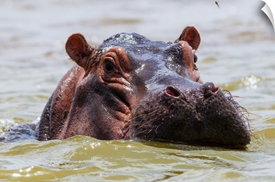 Hippopotamus, Lake Jipe, Tsavo West National Park, Kenya, East Africa, Africa