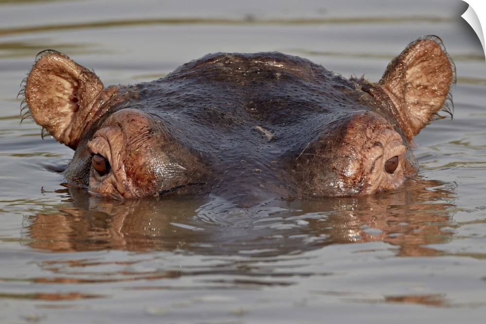 Hippopotamus, Serengeti National Park, Tanzania, East Africa